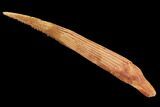 Cretaceous Shark (Hybodus) Dorsal Spine - Morocco #93930-1
